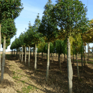 PRUNUS lusitanica 'Angustifolia'