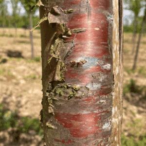 PRUNUS maackii