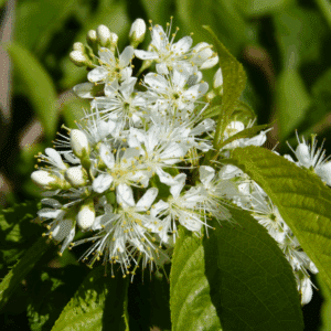 PRUNUS maackii 'Amber Beauty'