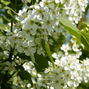 PRUNUS padus