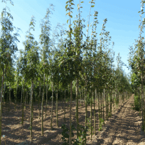 PRUNUS padus 'Albertii'