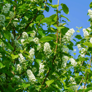 PRUNUS padus 'Tiefurt'