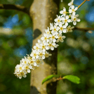 PRUNUS padus 'Watereri'