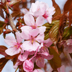 PRUNUS sargentii 'Rancho'