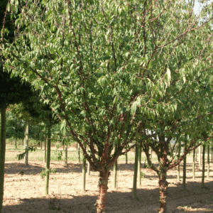 PRUNUS serrula