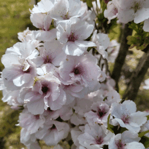 PRUNUS serrulata 'Amanogawa'