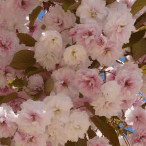 PRUNUS serrulata 'Fugenzo'
