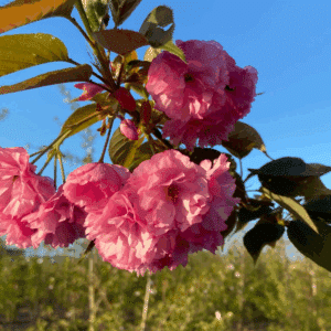 PRUNUS serrulata 'Kanzan'