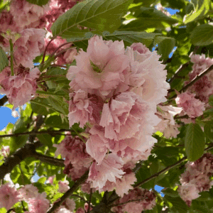 PRUNUS serrulata 'Pink Perfection'