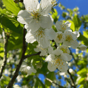 PRUNUS serrula 'Serrulata'