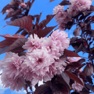PRUNUS serrulata 'Royal Burgundy'