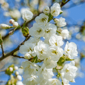 PRUNUS serrulata 'Shirotae'