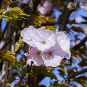 PRUNUS serrulata 'Sunset Boulevard'