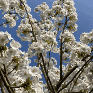 PRUNUS serrulata 'Taihaku'