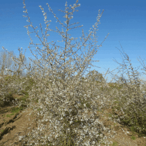 PRUNUS spinosa