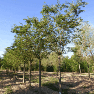 PRUNUS x subhirtella 'Autumnalis'