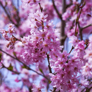 PRUNUS x subhirtella 'Fukubana'