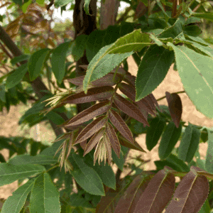 PTEROCARYA fraxinifolia