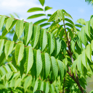PTEROCARYA rhoifolia