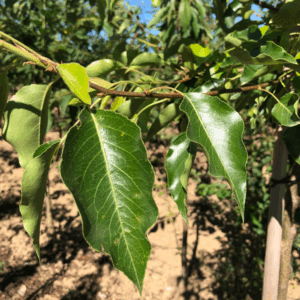 PYRUS calleryana 'Aristocrat'