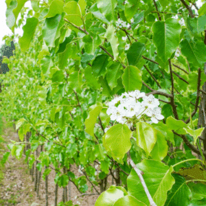 PYRUS calleryana 'Bradford'