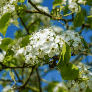 PYRUS calleryana 'Chanticleer'
