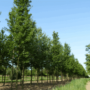 PYRUS calleryana 'Redspire'