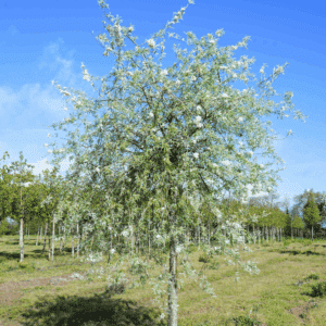 PYRUS salicifolia 'Pendula'