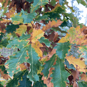QUERCUS bicolor