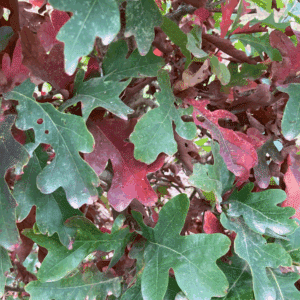 QUERCUS x bimundorum CRIMSON SPIRE® 'Crimschmidt'