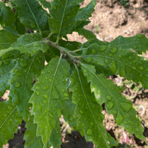 QUERCUS castaneifolia