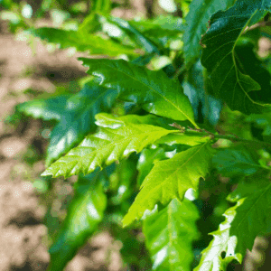 QUERCUS castaneifolia 'Green Spire'
