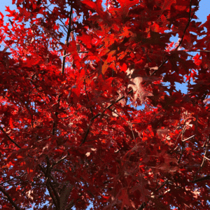 QUERCUS coccinea 'Splendens'
