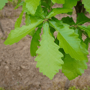 QUERCUS dentata