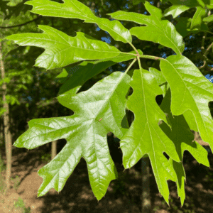 QUERCUS falcata