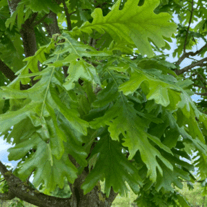 QUERCUS frainetto