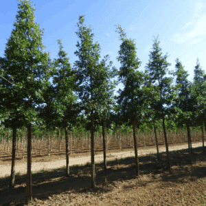 QUERCUS frainetto 'Trump'