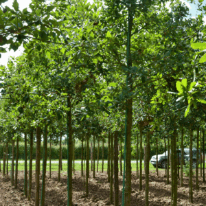QUERCUS x hispanica 'Ambrozyana'