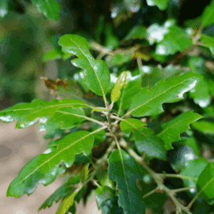QUERCUS x hispanica 'Fulhamensis'