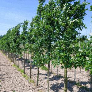 QUERCUS x hispanica 'Wageningen'