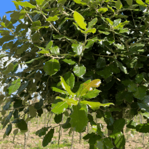 QUERCUS ilex