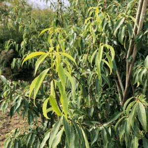 QUERCUS myrsinifolia