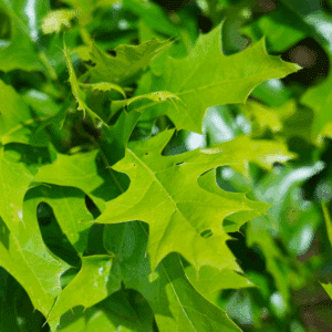 QUERCUS palustris GREEN DWARF