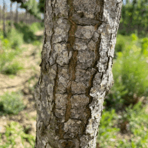 QUERCUS palustris GREEN PILLAR 'Pringreen'