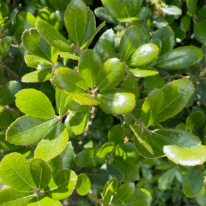 QUERCUS phillyreoides