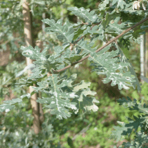QUERCUS pyrenaica