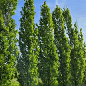 QUERCUS robur 'Fastigiata Koster'