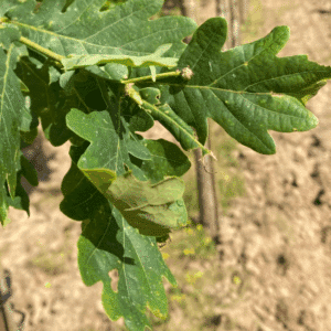 QUERCUS robur 'Zeeland'