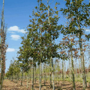 QUERCUS rysophylla 'Maya'