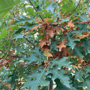 QUERCUS shumardii